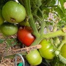 RCY 10 AU Seeds Kookaburra Cackle TOMATO Heirloom Tassie Organic Dwarf Tomatoes