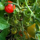 RCY 25 AU Seeds Riesentraube TOMATO High Yielding Organic Heirloom Grape Tomatoes