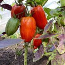 RCY Speckled Roman TOMATO 25 AU Seeds Organic Heirloom Tomatoes
