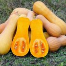 RCY Waltham BUTTERNUT PUMPKIN 10 AU Seeds Summer Squash Heirloom Vegetables