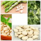 RCY organic Lima Beans 15 AU seeds Summer Veg Bush Bean