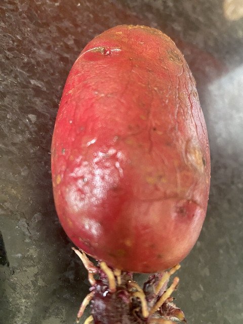 RCY Pink Flesh 4 AU tubers Seed Potatoes Organic Vegetable Garden