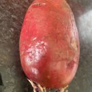 RCY Pink Flesh 4 AU tubers Seed Potatoes Organic Vegetable Garden