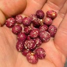 RCY 8 AU Seeds Rare Bean ANTO NEARLY ROUND Tassie Organic Heirloom dry beans