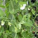 RCY 30 AU Seeds Peas GREENFEAST Organically Grown SPRING GARDEN Shelling Heirloom