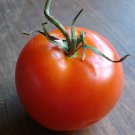 RCY 20 AU Seeds Siberian TOMATO Determinate Early Cold Tolerant Summer Vegetable