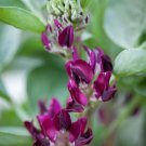 RCY 10 AU seeds BROAD BEAN Crimson Flowered Heirloom Vegetable Garden Rare