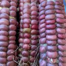 RCY 5 AU Seeds Lavender Clay Corn Cornflour Variety Purple Corn Rare