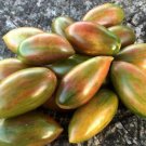 RCY Lucky Tiger Tomato 10 AU Seeds Heirloom Vegetable Organic Rare Stripey