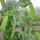 RCY 20 AU Seeds Snow peas Mammoth Melting Organic Spring Veg