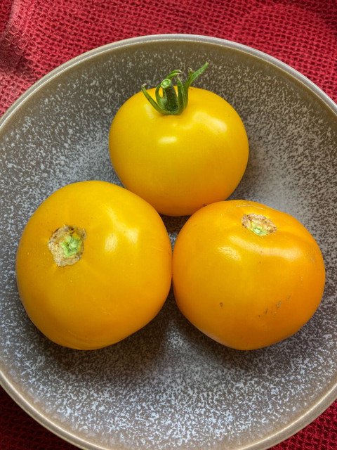 RCY 15 AU Seeds Taxi Tomato determinate Organic Heirloom Tassie Summer Garden
