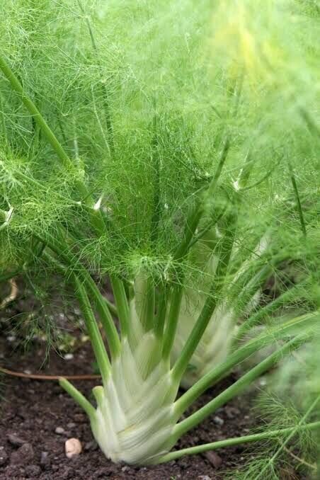 RCY 50 AU Seeds Fennel Organic Fresh To Grow