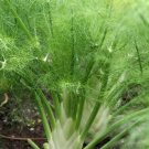 RCY 50 AU Seeds Fennel Organic Fresh To Grow