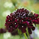 RCY 25 AU Seeds Scabiosa Atro Black Knight Cut Flower Cottage Pin Cushion