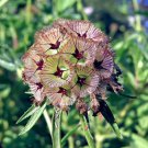 RCY 25 AU Seeds Scabiosa Stellata drumstick Paper Moons Pin Cushion Dry Flower