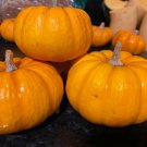 RCY 8 AU Seeds Jack Be Little Pumpkin Organic Heirloom Unique Small
