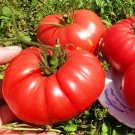 RCY 25 AU Seeds Brandy Wine Pink TOMATO Organic Heirloom Tomatoes