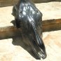 LARGE Longhorn steer Skull Powdercoated Black ec