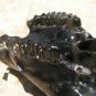 LARGE Longhorn steer Skull Powdercoated Black ec