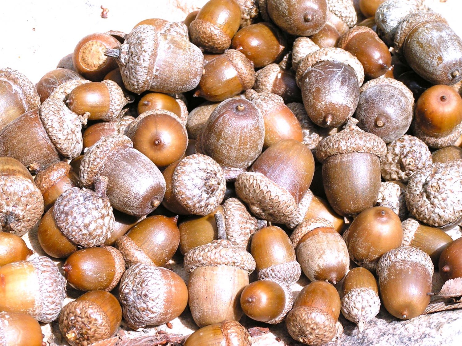 100 dried acorns WITH caps for crafts, Natural buffed finish