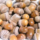 40 dried acorns WITH caps for crafts, Mix sizes
