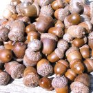 25 acorns WITH caps for crafts, Real acorns, NO cracks, Natural finish 25 acorns WITH caps for crafts, Real acorns, NO cracks, Natural finish