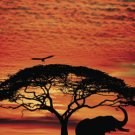 African Elephant