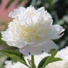 5 PCS Seeds 'Caifeng' Pinkish White Peony 5 PCS Seeds 'Caifeng' Pinkish White Peony