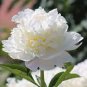 5 PCS Seeds 'Caifeng' Pinkish White Peony