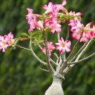 2 PCS Seeds 'Changing Faces' Adenium Desert Rose 2 PCS Seeds 'Changing Faces' Adenium Desert Rose