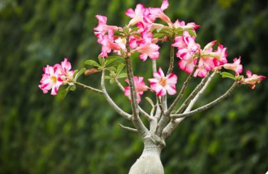 2 PCS Seeds 'Changing Faces' Adenium Desert Rose