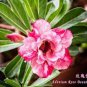 2 PCS Seeds 'Changing Faces' Adenium Desert Rose