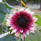20 PCS Seeds 'Cherry Rose Hybrid' Dark Red Ornamental Sunflower 20 PCS Seeds 'Cherry Rose Hybrid' Dark Red Ornamental Sunflower