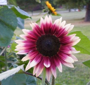 20 PCS Seeds 'Cherry Rose Hybrid' Dark Red Ornamental Sunflower