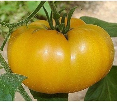 100 PCS Seeds 'Aunt Gertie's Gold' Organic Yellow Beefsteak Heirloom Tomato Bonsai