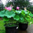 1 PCS Seeds 'Bai Rou Bear' Light Golden Big Blooms Double Lotus with Green Centre Flower 1 PCS Seeds 'Bai Rou Bear' Light Golden Big Blooms Double Lotus with Green Centre Flower
