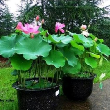 1 PCS Seeds 'Bai Rou Bear' Light Golden Big Blooms Double Lotus with Green Centre Flower