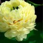 1 PCS Seeds 'Bai Rou Bear' Light Golden Big Blooms Double Lotus with Green Centre Flower