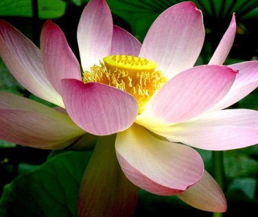 1 PCS Seeds 'Bathing Beauty' Pink Lotus Flower Water Lily Flower Aquatic Plants