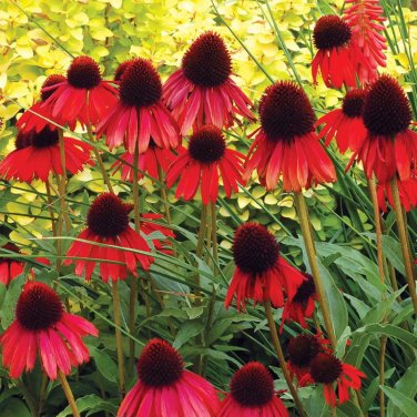 100 PCS Seeds 'Big Sky' Fire Red Echinacea Coneflower