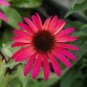 100 PCS Seeds 'Big Sky' Fire Red Echinacea Coneflower