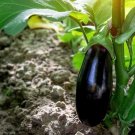 100 PCS Seeds 'Black Beauty' Black Eggplant Vegetable