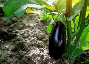 100 PCS Seeds 'Black Beauty' Black Eggplant Vegetable