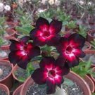 2 PCS Seeds 'Black Fire' Adenium Obesum 2 PCS Seeds 'Black Fire' Adenium Obesum