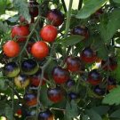 500 PCS Seeds 'Black Onyx' Tomato 500 PCS Seeds 'Black Onyx' Tomato