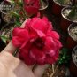 2 PCS Seeds 'Black Peacock' Adenium Desert Rose
