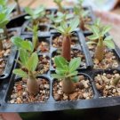 2 PCS Seeds 'Blue Spirit' Adenium Obesum Perennial Bonsai Flower 2 PCS Seeds 'Blue Spirit' Adenium Obesum Perennial Bonsai Flower