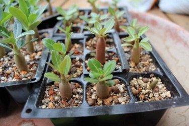 2 PCS Seeds 'Blue Spirit' Adenium Obesum Perennial Bonsai Flower