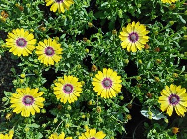 100 PCS Seeds 'Blue-eyed Beauty' African Daisy Fantastic Annual Gerbera jamesonii Flowers