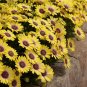 1000 PCS Seeds 'Blue-eyed Beauty' African Daisy Fantastic Annual Gerbera jamesonii Flowers